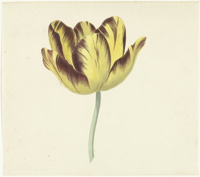 Tulipe appelée Bizard Le Febure No. 1 - Cornelis van Noorde