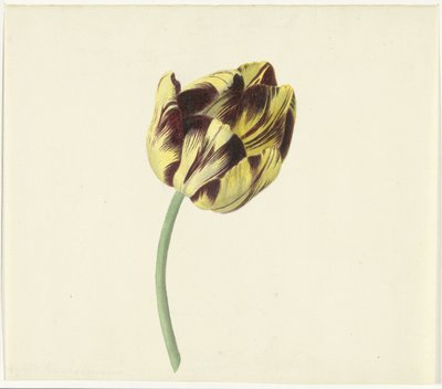 Tulipe nommée Bizard Pontifex Romanus - Cornelis van Noorde