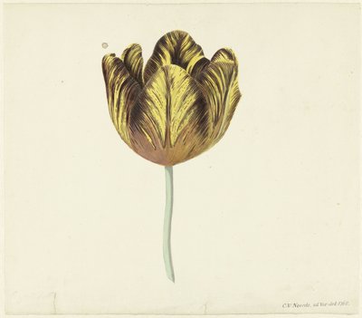 Tulipe appelée Bizard Sub. A - Cornelis van Noorde