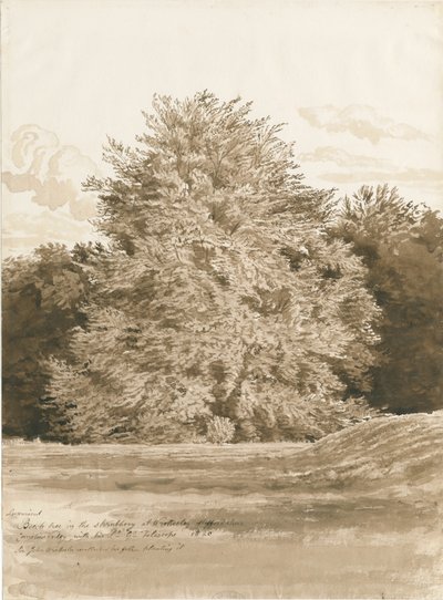 Wrottesley Hall - Le bosquet - Cornelius Varley