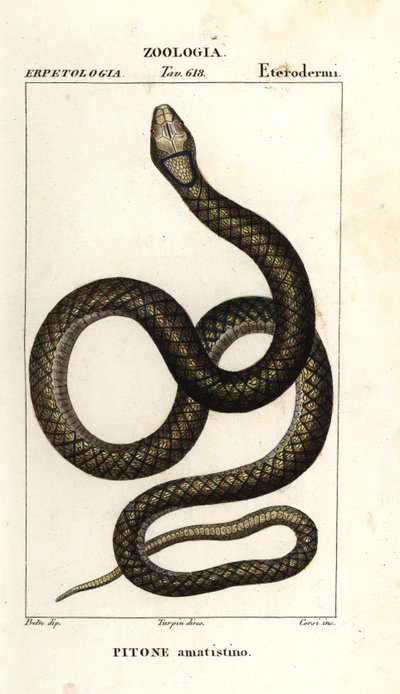 Simalia amethistina - Corsi Corsi