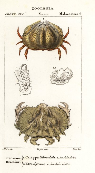 Crabe boîte et crabe Aethra - Corsi Corsi