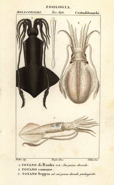 Calmar clubhook, calmar européen et seiche - Corsi Corsi