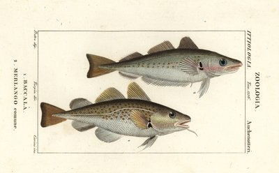 Morue, Gadus morhua, Baccala 1 et merlan, Merlangius merlangus, Merlango comune 2 - Corsi Corsi