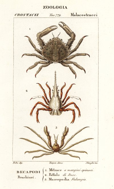 Crabe flèche et crabe araignée de Leach - Corsi Corsi