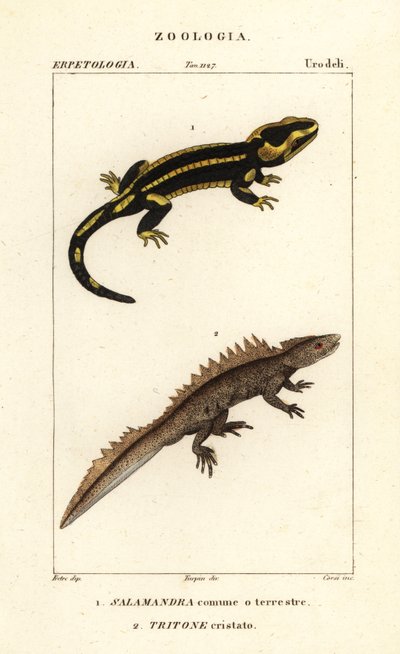 Salamandre de feu, Salamandra salamandra 1, et triton crêté, Triturus cristatus (en danger critique) 2 - Corsi Corsi