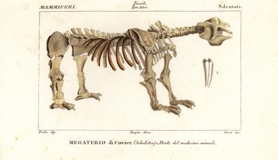 Squelette fossile du paresseux géant, Megatherium americanum - Corsi Corsi