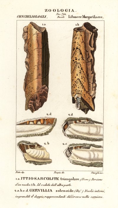 Fossiles de mollusques éteints - Corsi Corsi
