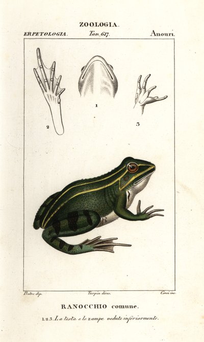 Grenouille verte, Pelophylax kl esculentus - Corsi Corsi