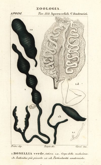 Bonellie verte, Bonellia viridis - Corsi Corsi