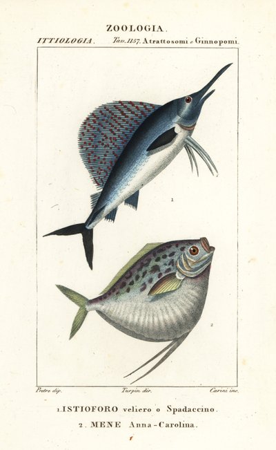 Voilier indo-pacifique, Istiophorus platypterus 1, et poisson-lune, Mene maculata 2 - Corsi Corsi