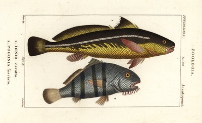 Karut croaker, Johnius carutta, Ionio carutta 1 et tambour noir, Pogonias cromis, Pogonias fasciatus, Pogonia fasciato 2 - Corsi Corsi