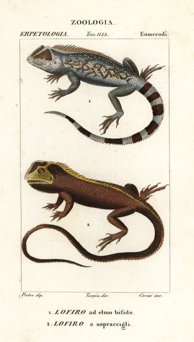 Lézard à tête de lyre, Lyriocephalus scutatus 1 et lézard plongeur ou iguane à tête de mop, Uranoscodon superciliosus 2 - Corsi Corsi