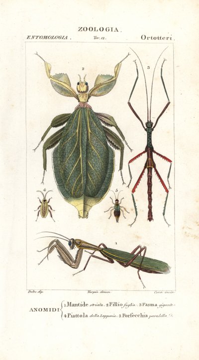 Mante, insecte feuille, insecte bâton, etc. - Corsi Corsi