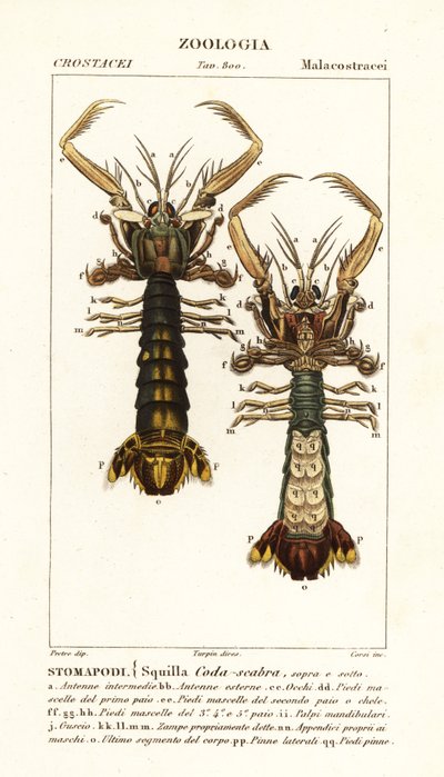 Crevette mante, Lysiosquilla scabricauda - Corsi Corsi