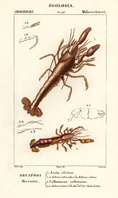 Homard de boue et crevette de boue - Corsi Corsi