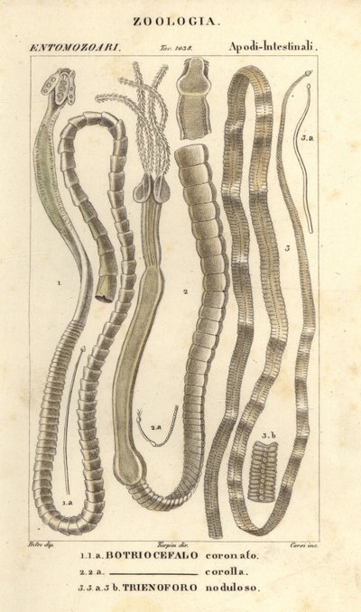 Vers parasites et ténias, Bothriocephalus coronatus 1, Bothriocephalus corolla 2, et ténia du brochet, Triaenophorus nodulosus 3 - Corsi Corsi