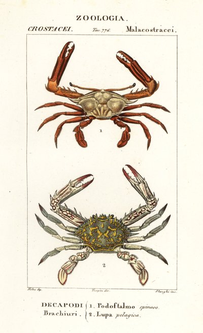 Crabe périscope et crabe fleur - Corsi Corsi