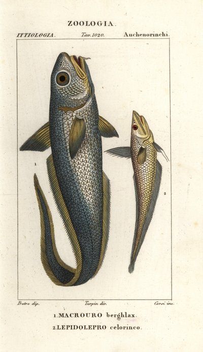 Macrourus berglax et Coelorinchus caelorhincus - Corsi Corsi