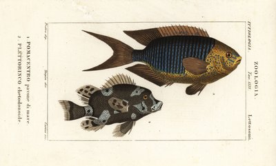 Demoiselle saphir, Pomacentrus pavo, pavone di mare 1, et labre arlequin, Plectorhinchus chaetodonoides, Plettorinco chetodonoides 2 - Corsi Corsi