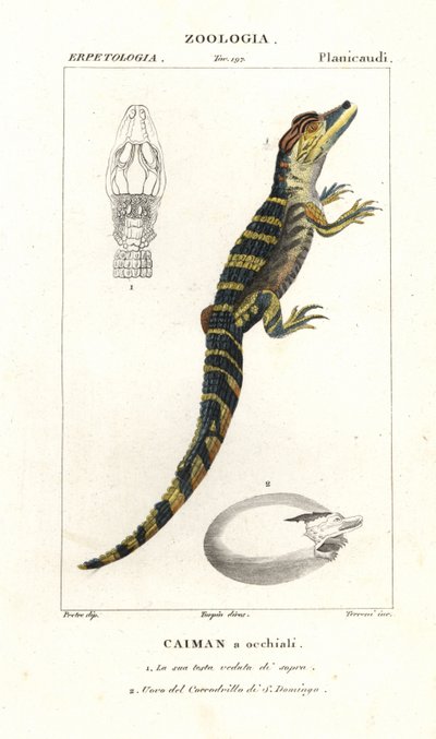 Caïman à lunettes et œuf éclos du crocodile américain - Corsi Corsi