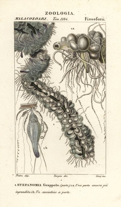 Méduse filamenteuse, Apolemia uvaria (Stephanomia uvaria, Stefanomia grappolo) - Corsi Corsi