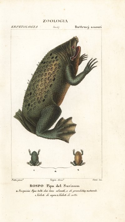 Crapaud de Surinam, Pipa pipa - Corsi Corsi