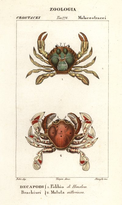 Crabe nageur et crabe lune - Corsi Corsi