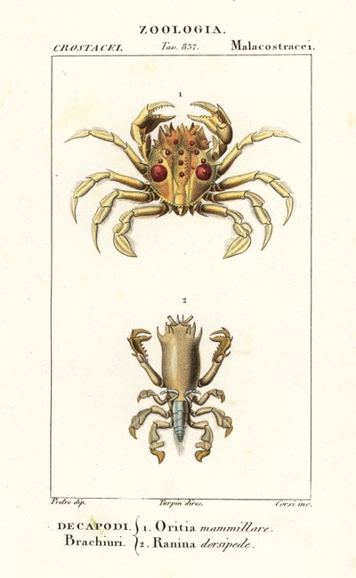 Crabe tigre et crabe grenouille - Corsi Corsi