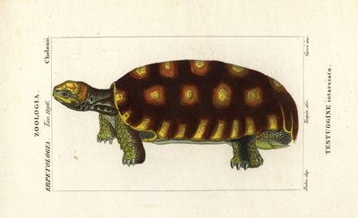Tortue à pieds jaunes ou tortue géante brésilienne, Chelonoidis denticulatus Testudo tabulata Testuginne intarsiata - Corsi Corsi