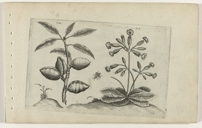 Amandier et primevère dorée - Crispijn van de Passe (I) (attributed to)