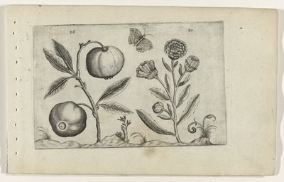 Pomme assyrienne et souci Cognoscite lilia (titre de la série) - Crispijn van de Passe (I) (attributed to)
