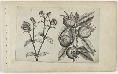 Lychnis et néflier - Crispijn van de Passe (I) (attributed to)