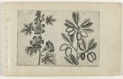 Grande mauve et olivier (série Cognoscite lilia) - Crispijn van de Passe (I) (attributed to)