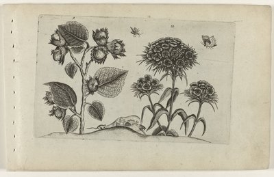 Noisetier et œillet - Crispijn van de Passe (I) (attributed to)