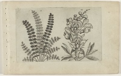 Petite pimprenelle et grande gueule-de-loup - Crispijn van de Passe (I) (attributed to)