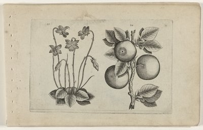 Violette de mars et orange, Cognoscite lilia (titre de la série) - Crispijn van de Passe (I) (attributed to)