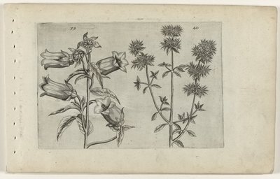 Muguet et marjolaine - Crispijn van de Passe (I) (attributed to)