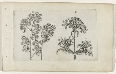 Fougère murale et saponaire - Crispijn van de Passe (I) (attributed to)