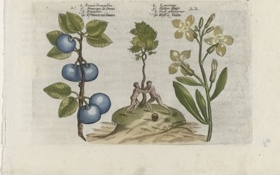 Prune et giroflée - Crispijn van de Passe (I) (attributed to)