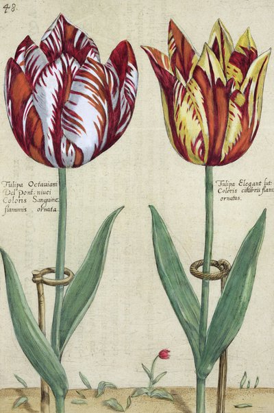 Tulipa Octaviani del pont, et Tulipa Elegant, de 