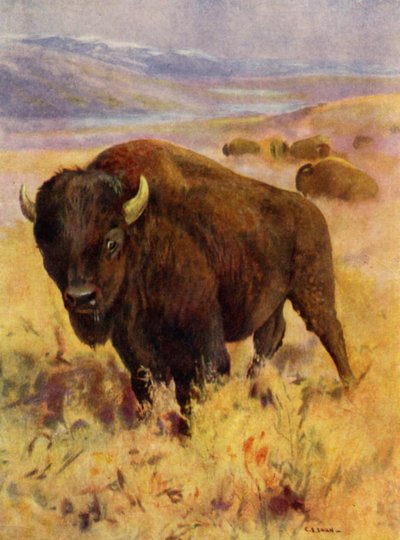 Au zoo : Bison - Cuthbert Edmund Swan