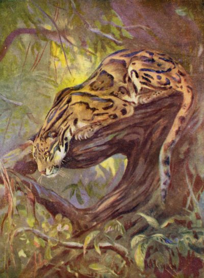 Au zoo : Léopard nébuleux - Cuthbert Edmund Swan
