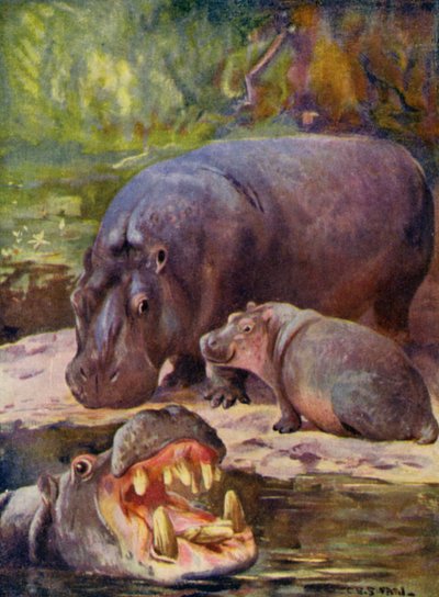 Au zoo : Hippopotame - Cuthbert Edmund Swan