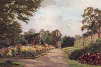 Chrysanthèmes précoces, Claremont - Cyril Ward