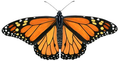 Papillon monarque - Damstra Emily