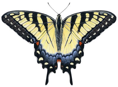 Papillon Tigré - Damstra Emily