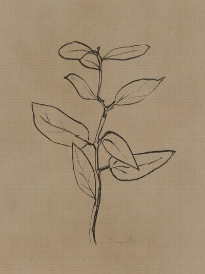 Jeune eucalyptus - Dan Hobday