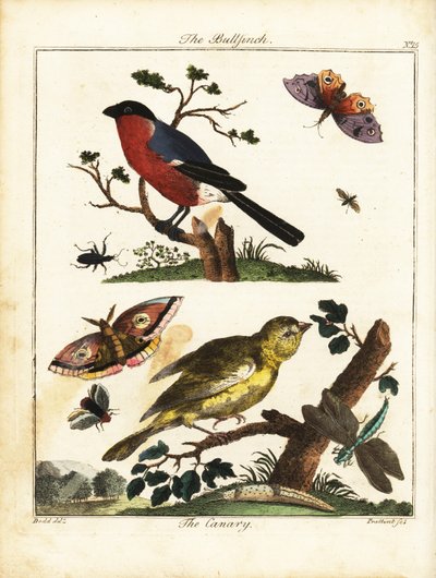 Bouvreuil, canari, papillon, mite, etc. - Daniel (after) Dodd