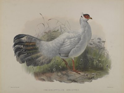 Crossoptilon Drouynii - Daniel Giraud and Gould John Elliott